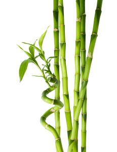 Bamboo PNG-63768